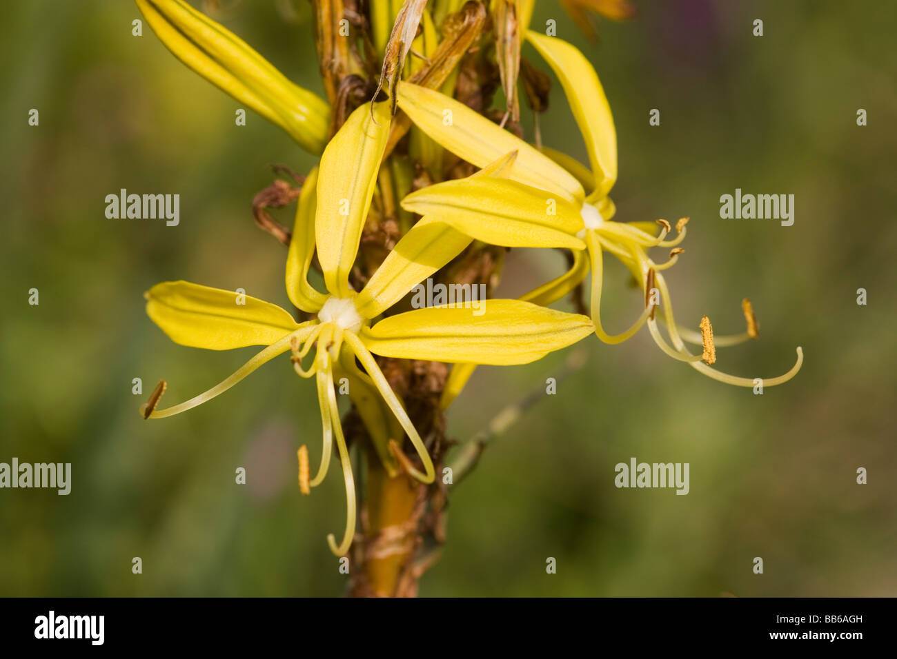 Yellow Asphodel flower spike in Peloponnese of Greece Stock Photo