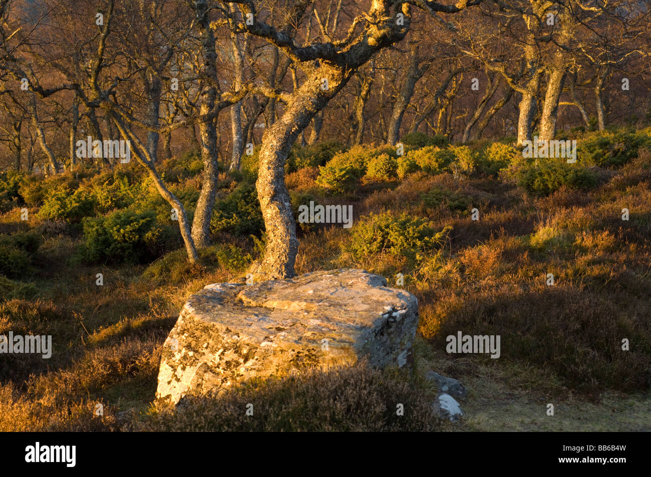 Morrone Birkwood, an ancient natural birch woodland near Braemar. Stock Photo