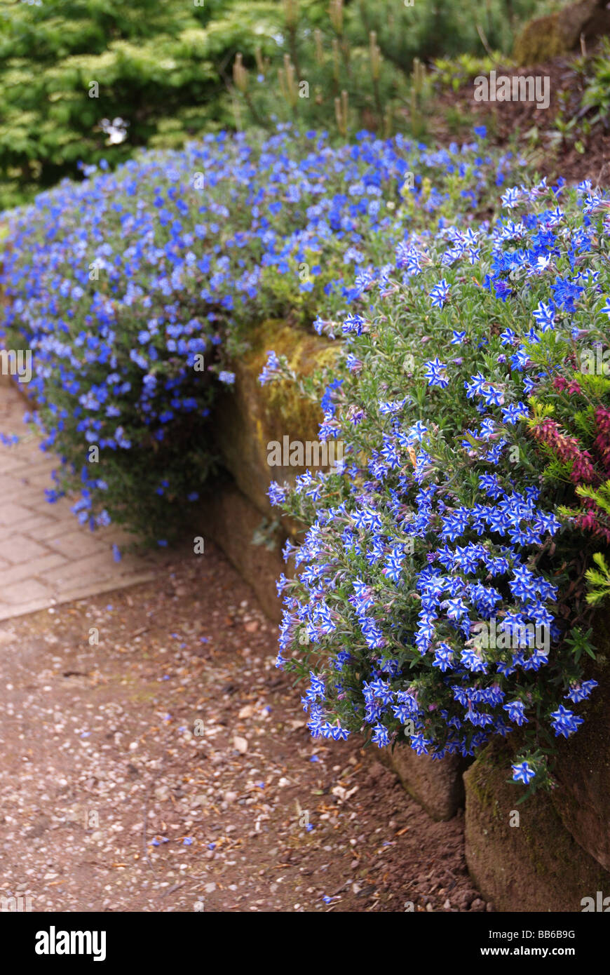 Purple gromwell Heavenly Blue is a low mat forming evergreen shrub, found in English country gardens Stock Photo