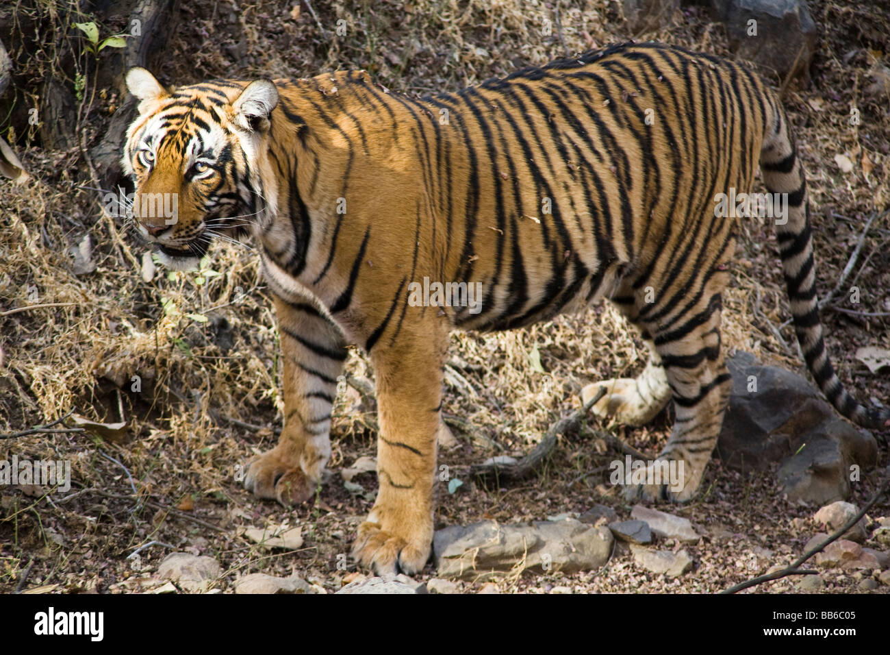 Rajasthan single animal tigers wild animals wild animal wildlife hi-res  stock photography and images - Alamy