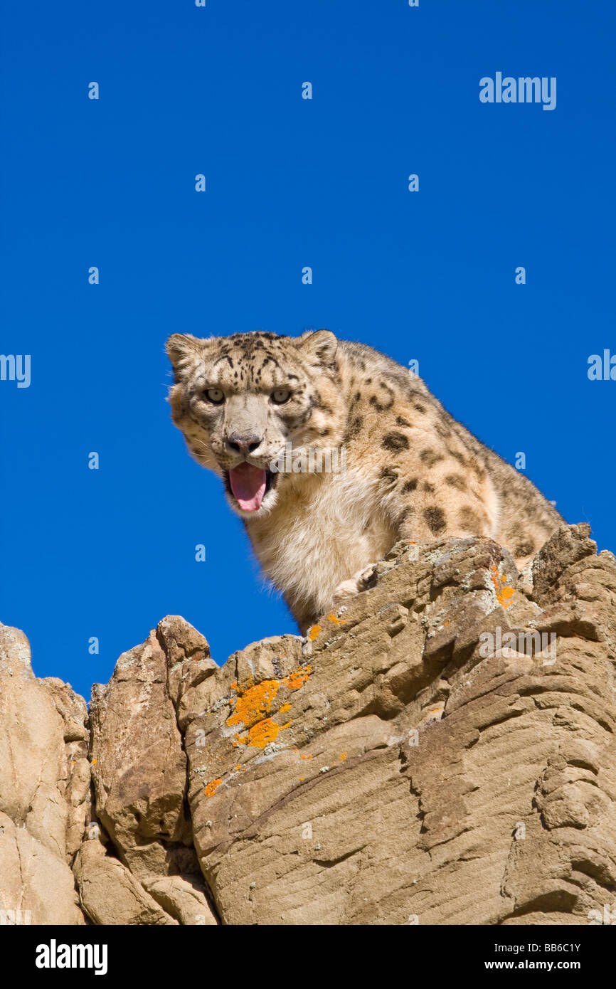 Close up snow leopard head hi-res stock photography and images - Alamy