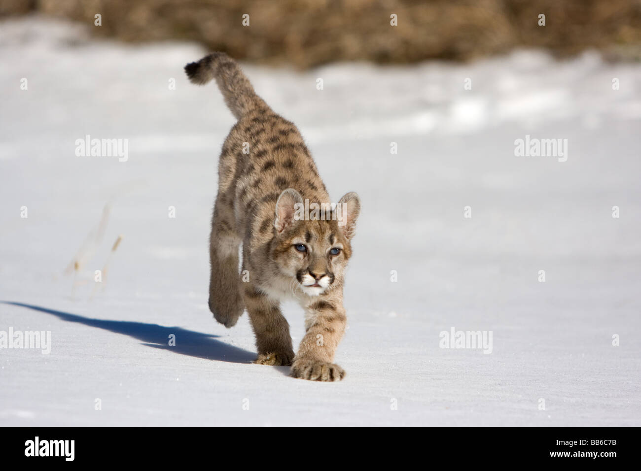Young mountain lion, cougar, running in snow Stock Photo