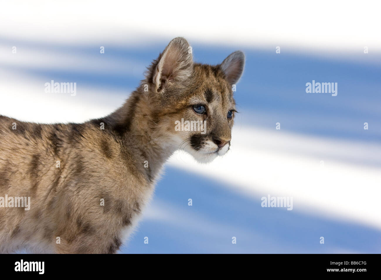 Young mountain lion, cougar, in snow Stock Photo