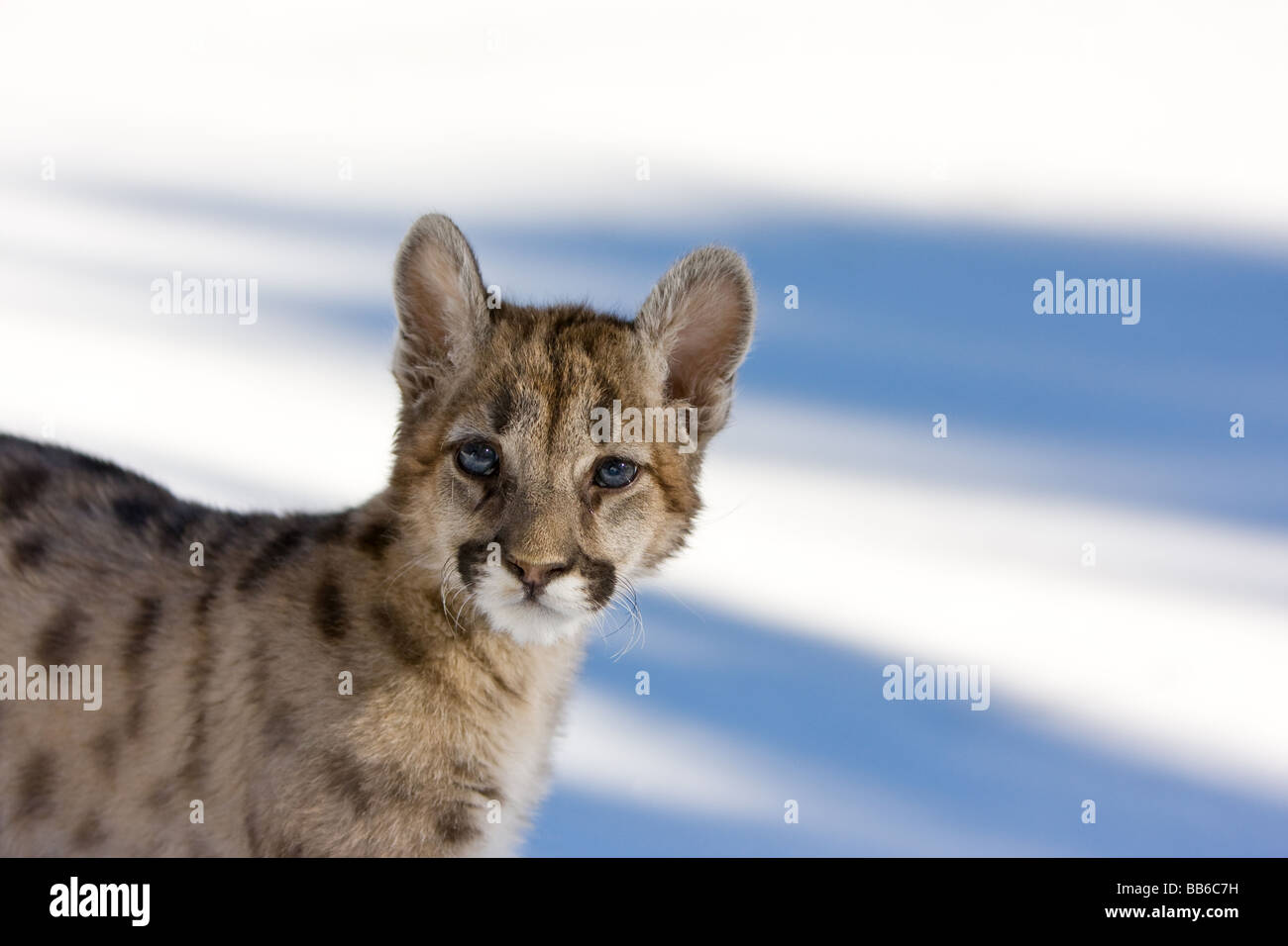 Young mountain lion, cougar, in snow Stock Photo