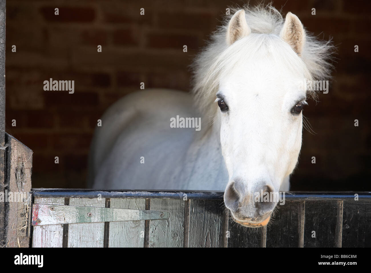 Pony Looking Over Stable Door Stock Photo