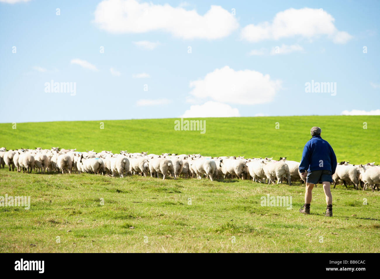 Farm Worker With Flock Of Sheep Stock Photo