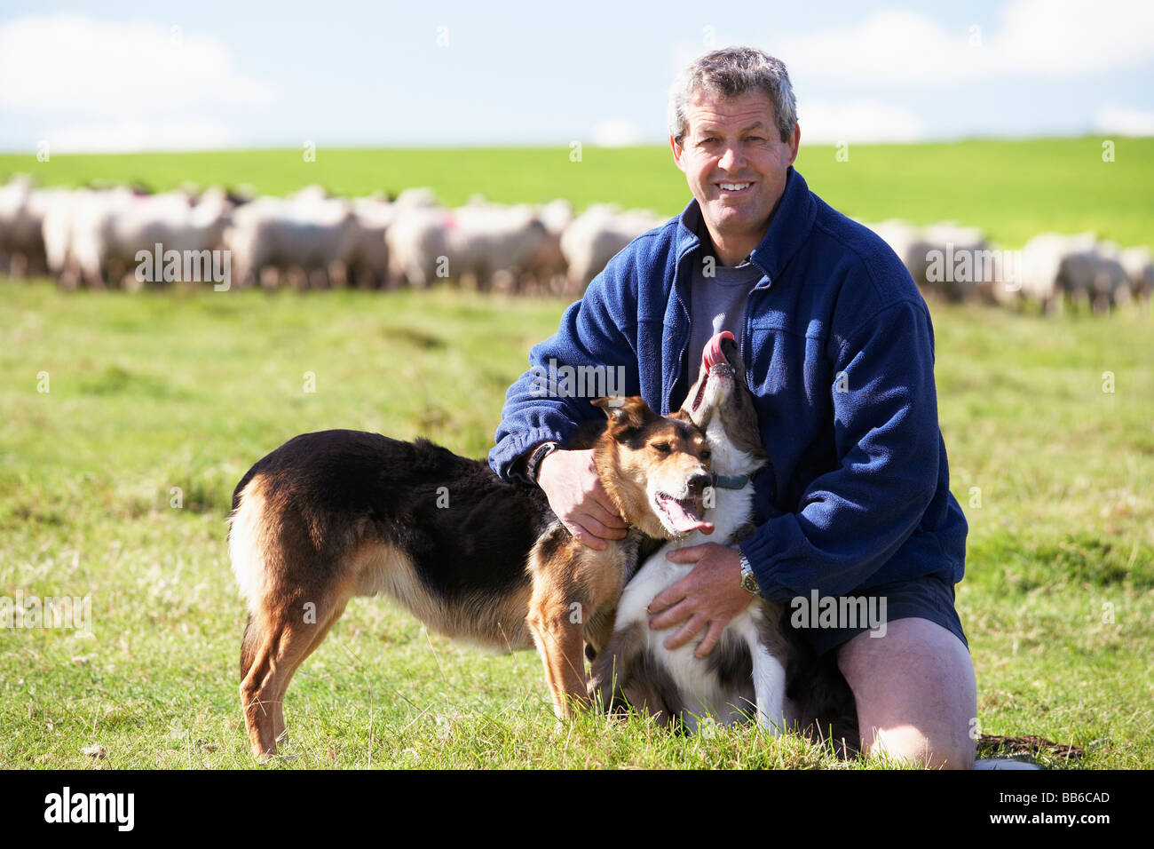 Farm Worker With Flock Of Sheep Stock Photo