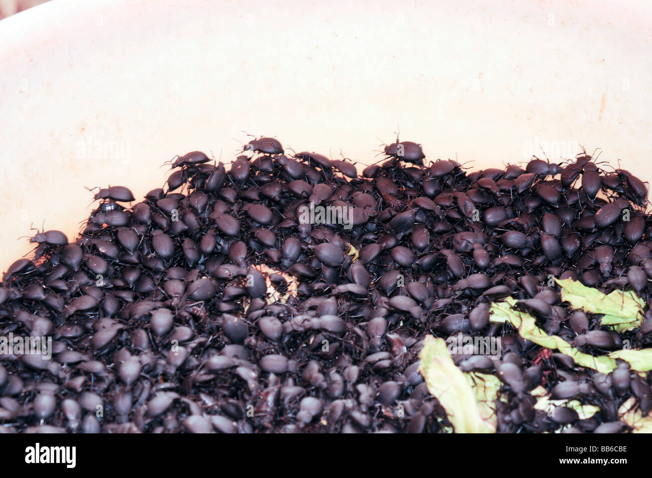 China Yunnan province Kunming food market beetles Stock Photo