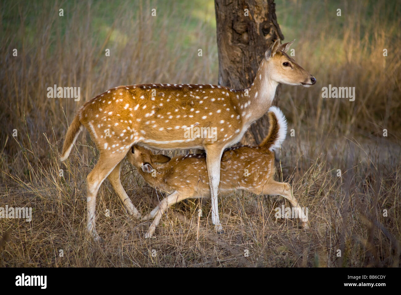 Female Chital deer, Axis axis, feeding her young offspring