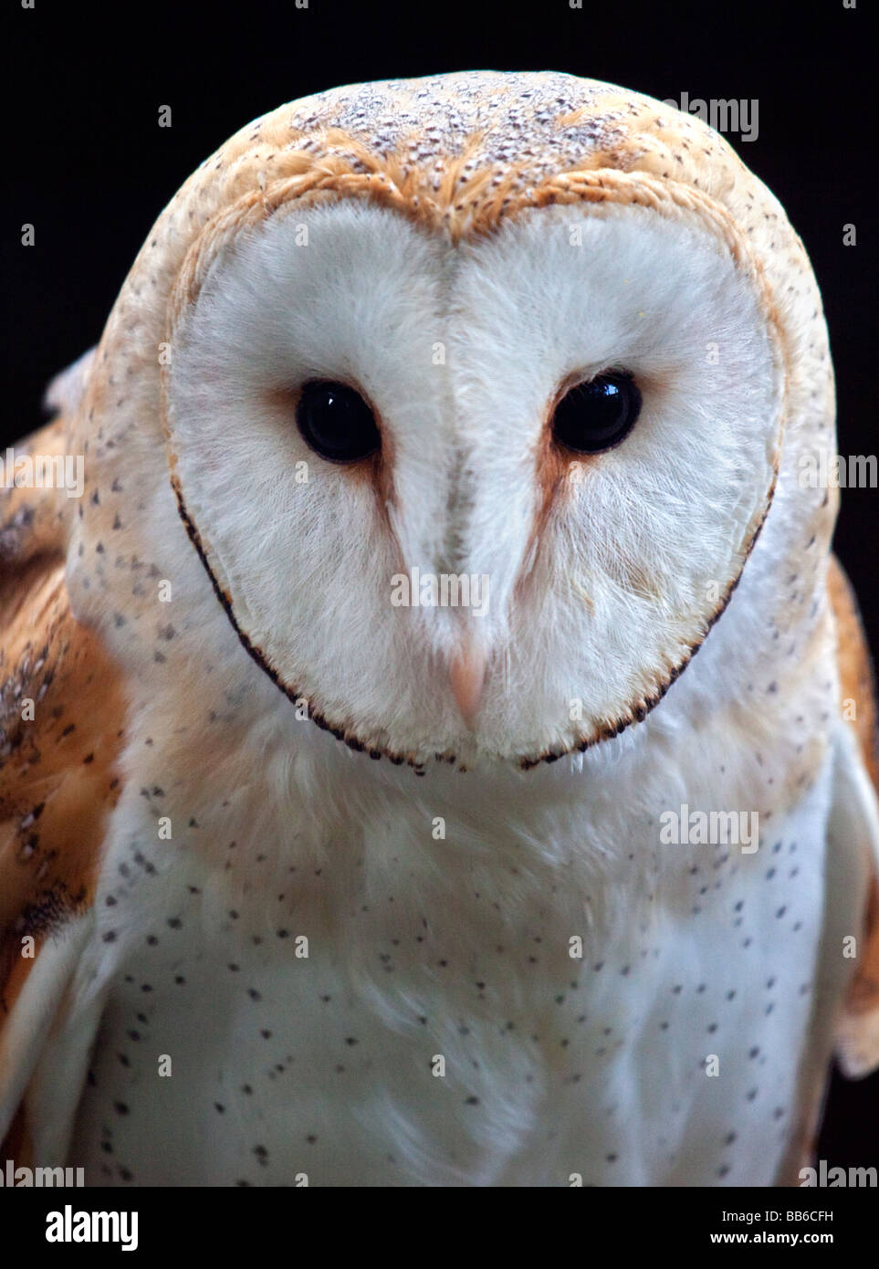 Barn Owl (tyto alba), UK Stock Photo