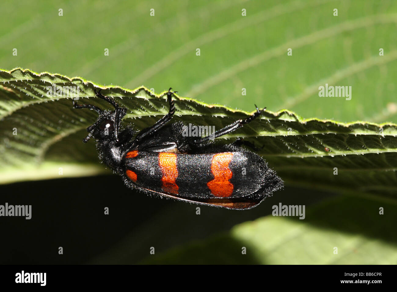 Beetles (Coleoptera) in the family Meloidae, SGNP, Borivali, Mumbai. Stock Photo