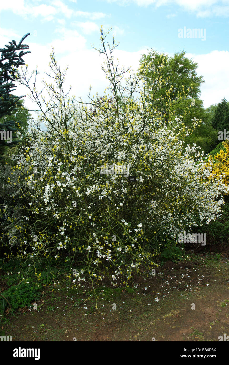 Poncirus Trifoliata Known as the Japanese Bitter Orange or Trifoliate Orange Stock Photo