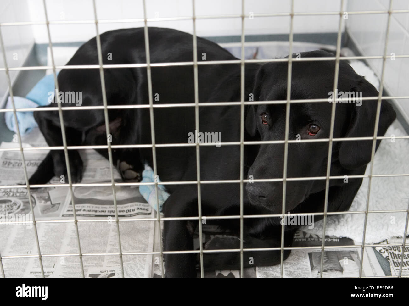 Dog Recovering In Vet's Kennels Stock Photo Alamy