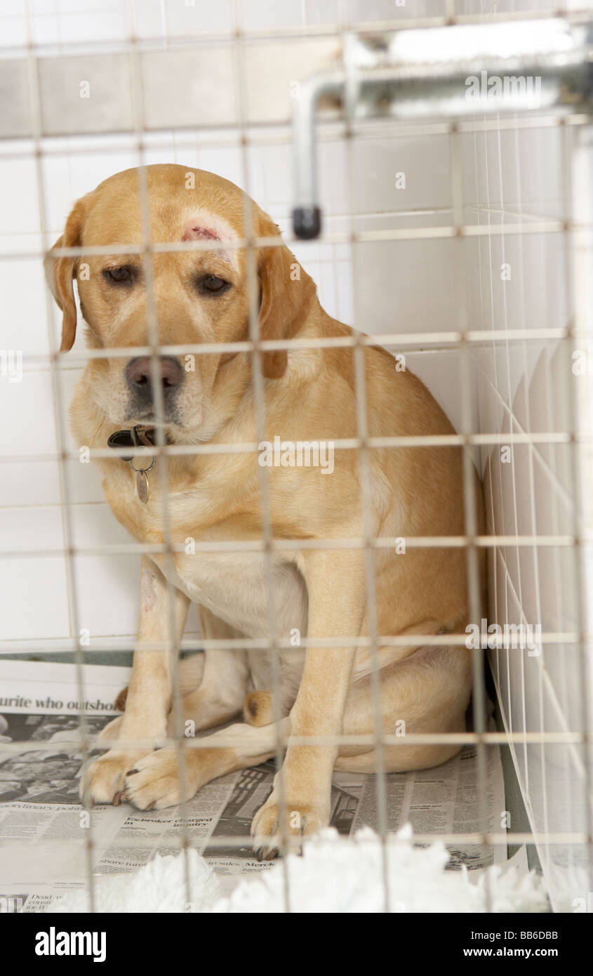 Dog Recovering In Vet's Kennels Stock Photo Alamy