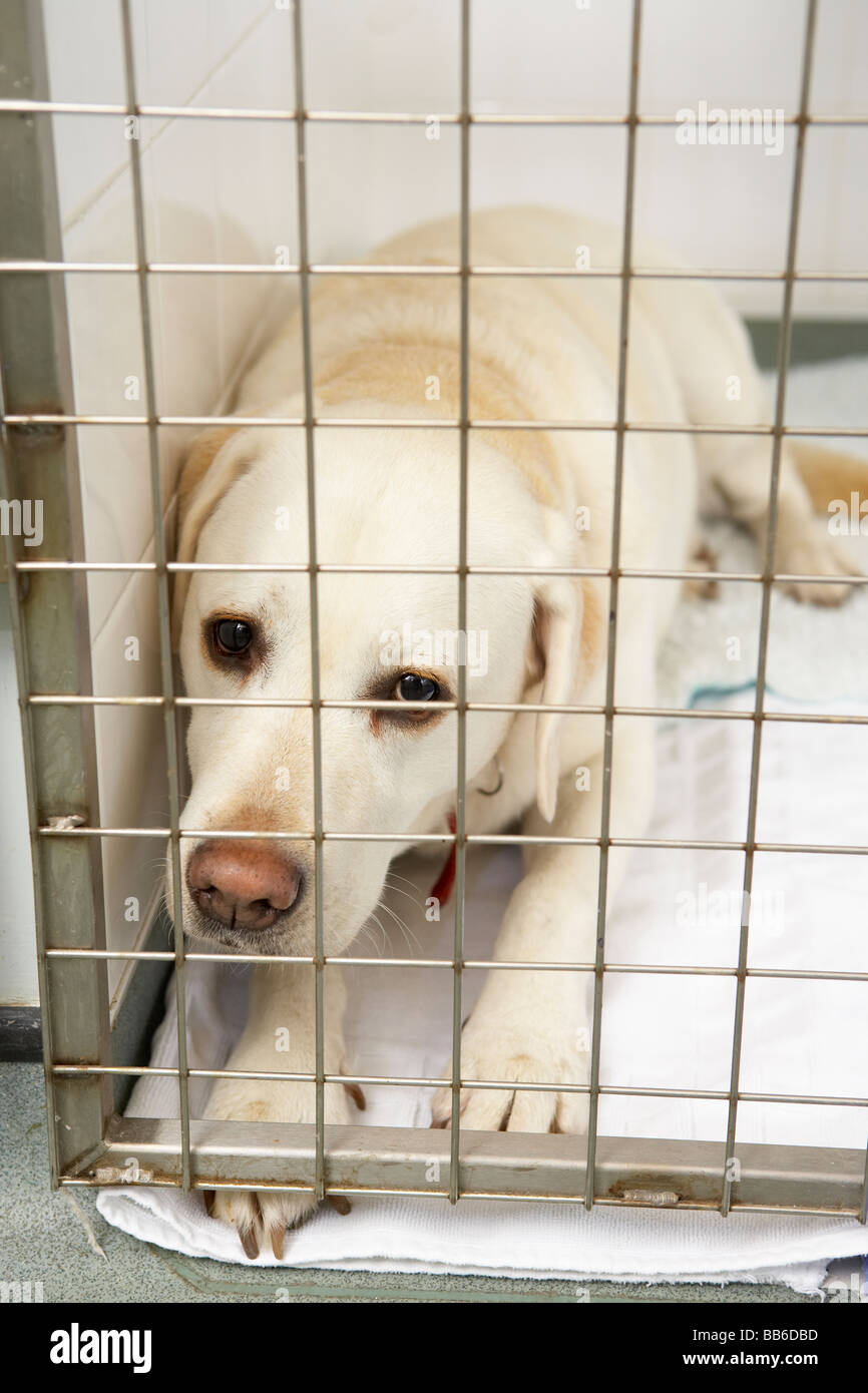 Dog Recovering In Vet's Kennels Stock Photo Alamy