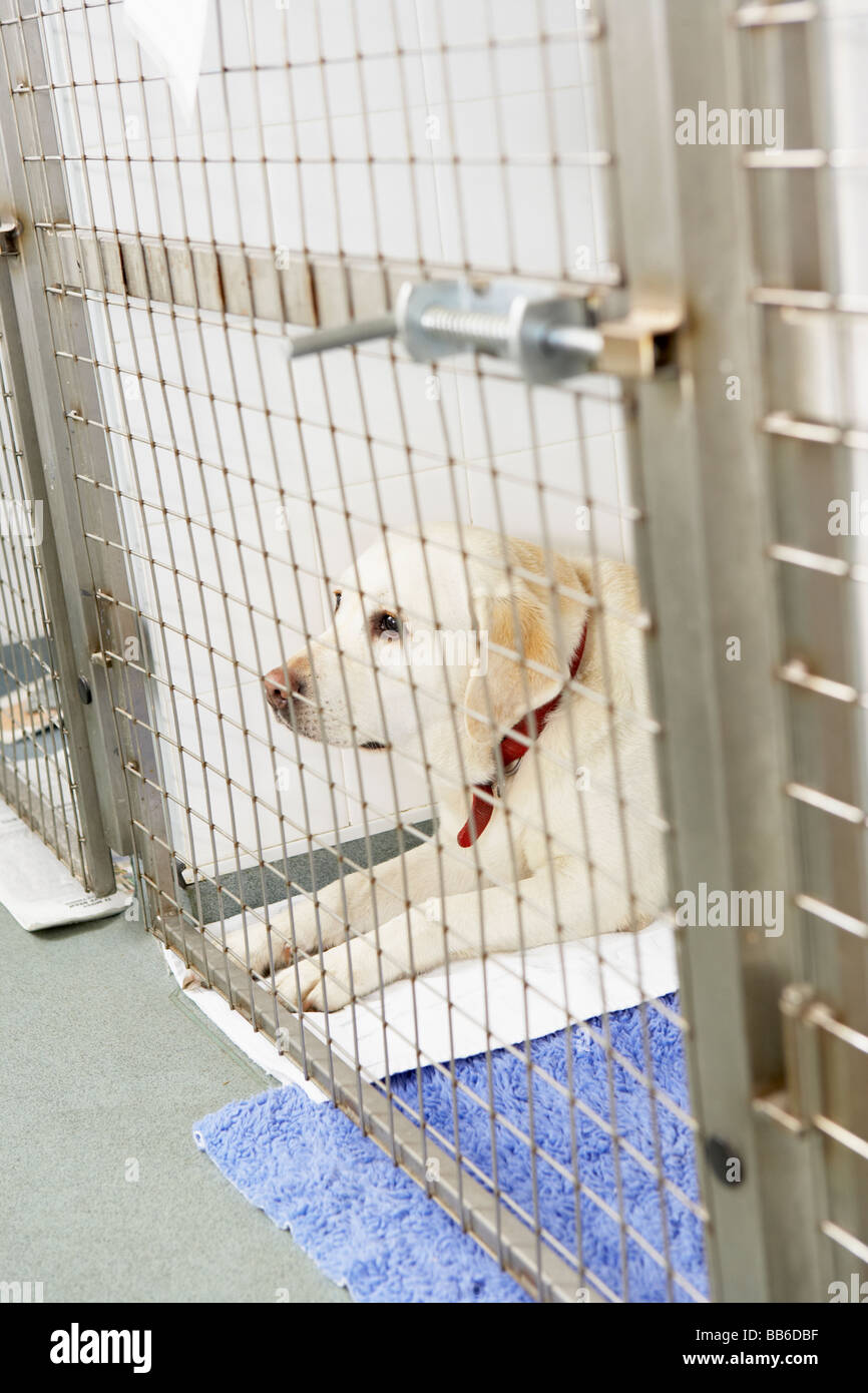 Dog Recovering In Vet's Kennels Stock Photo Alamy