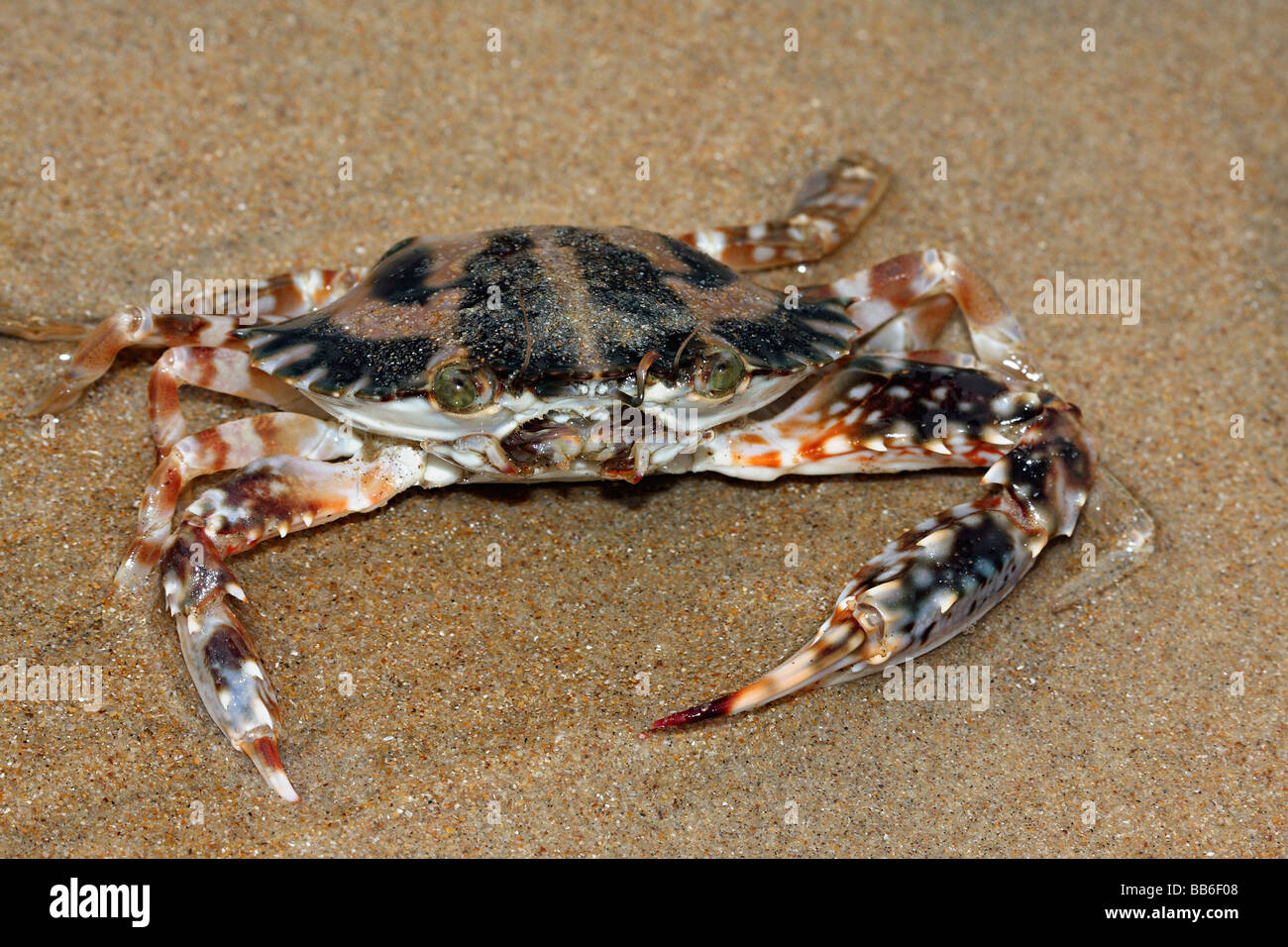Crab (Charybdis cruciata) at Chivla Beach, Malvan. Stock Photo