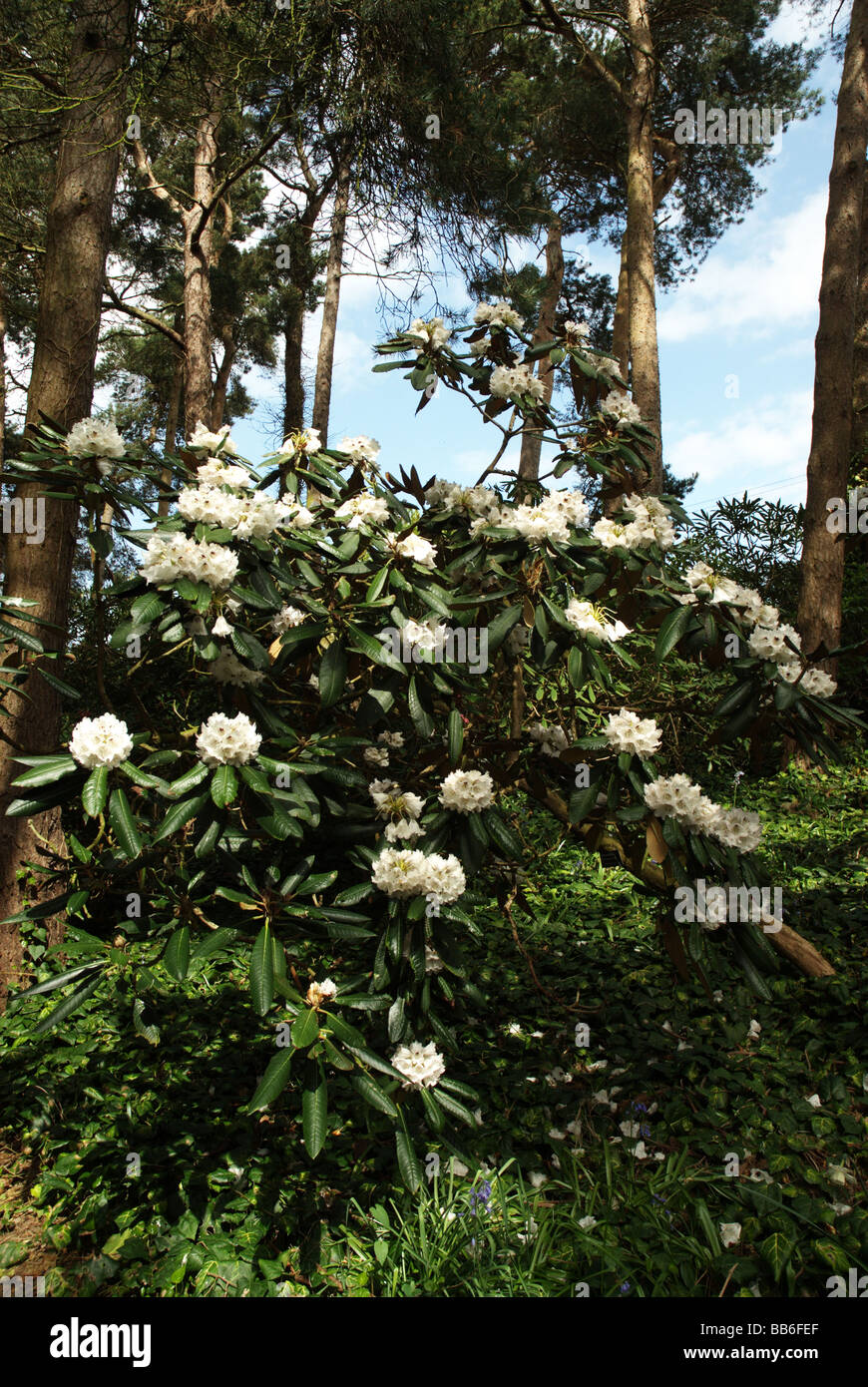Rhododendrons growing well underneath pine trees Stock Photo Alamy