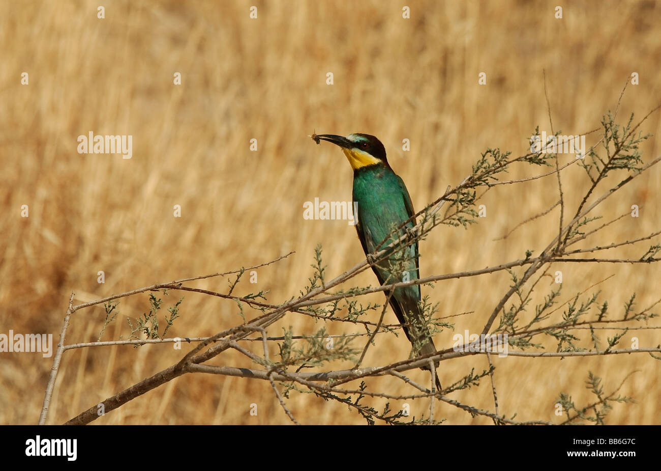 Israel european bee eater apiaster hi-res stock photography and images ...