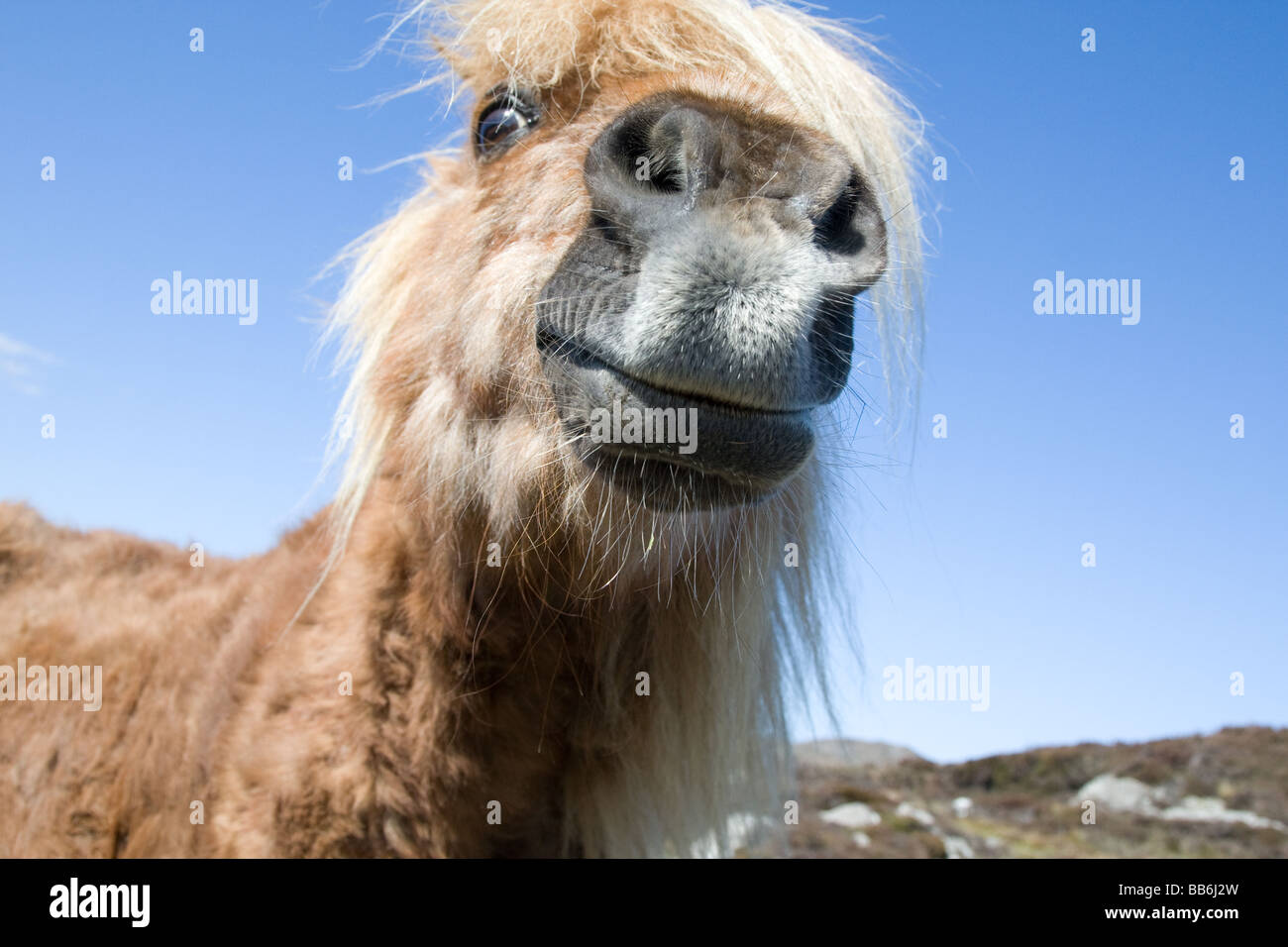 Shetland Pony showing one eye for the camera, South Uist, Scotland Stock Photo