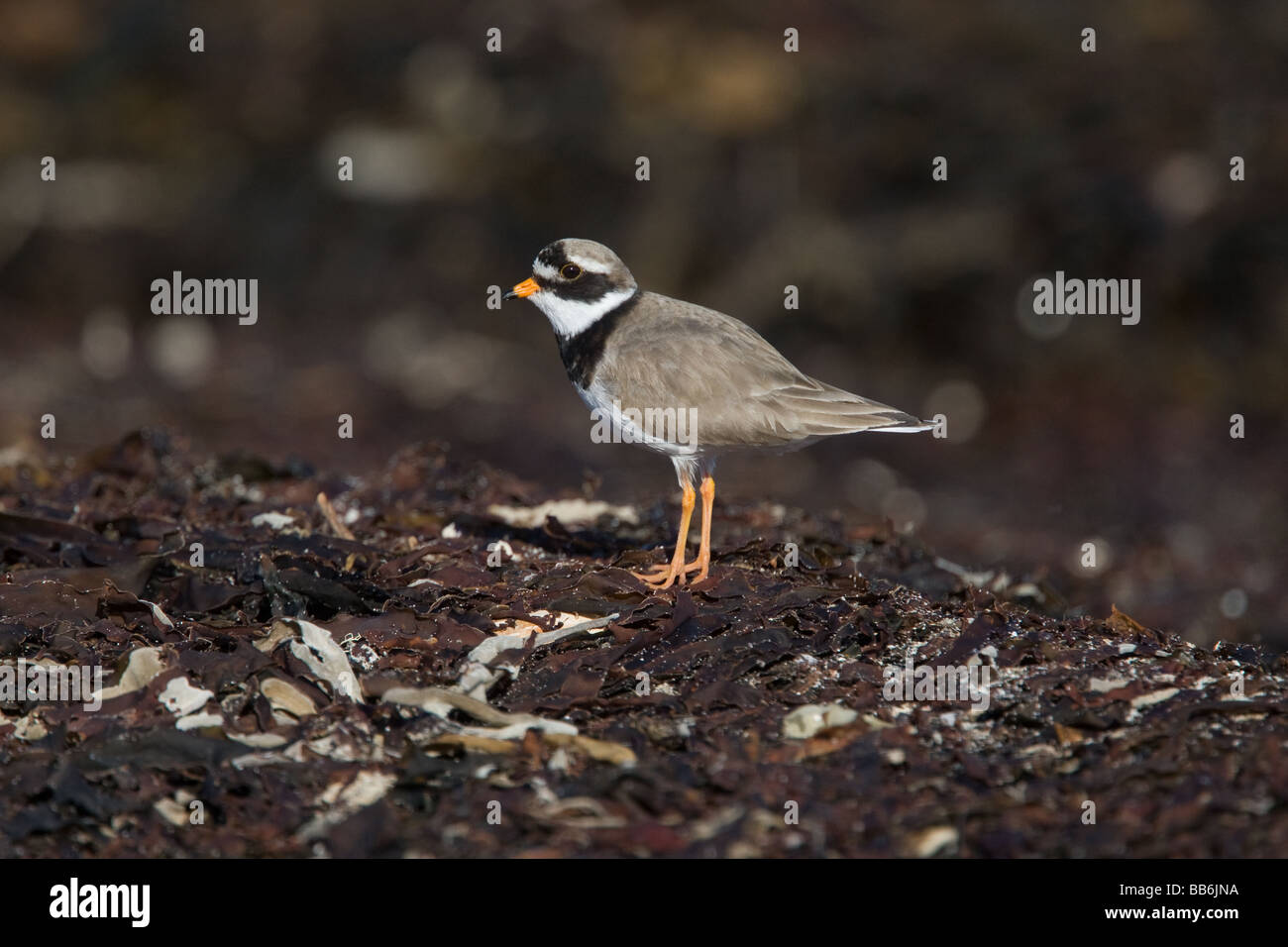 Ringed Plover on a beach, Balranald, North Uist, Western Isles, Scotland Stock Photo