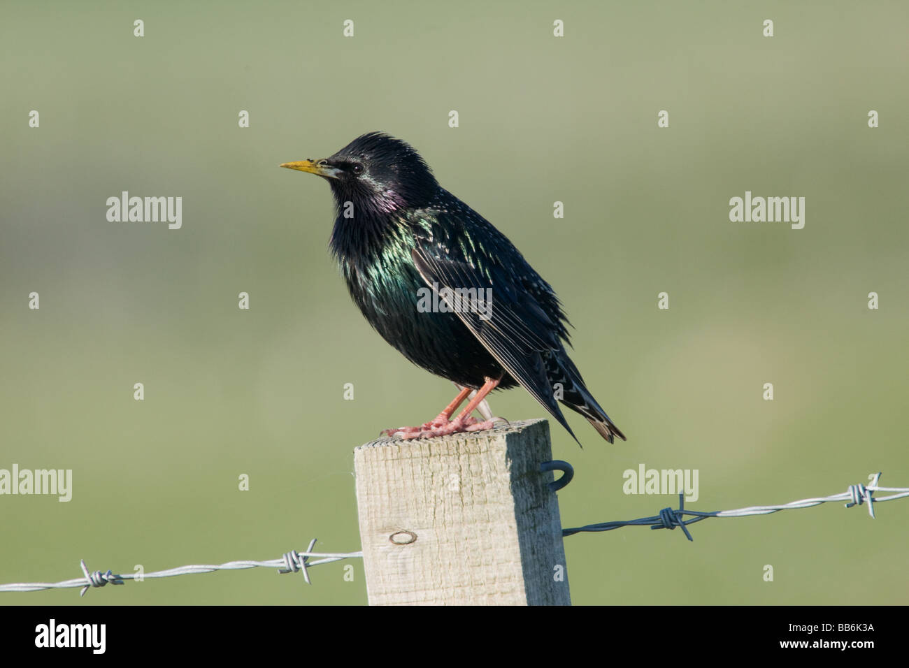 Starling standing on a post in May, North Uist, Western Isles, Scotland Stock Photo