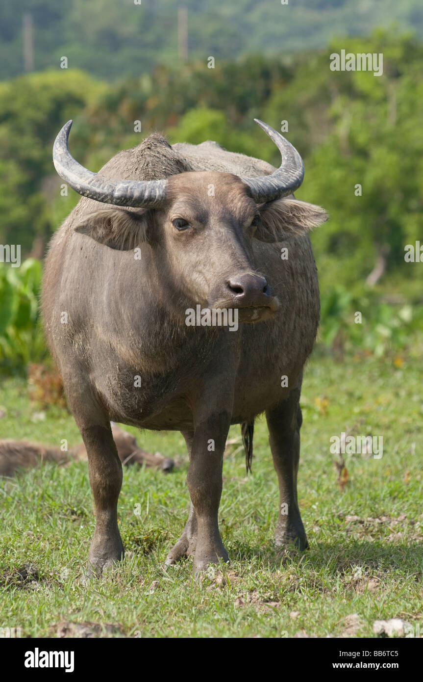 A feral water buffalo at Pui O Lantau Island Hong Kong Stock Photo - Alamy