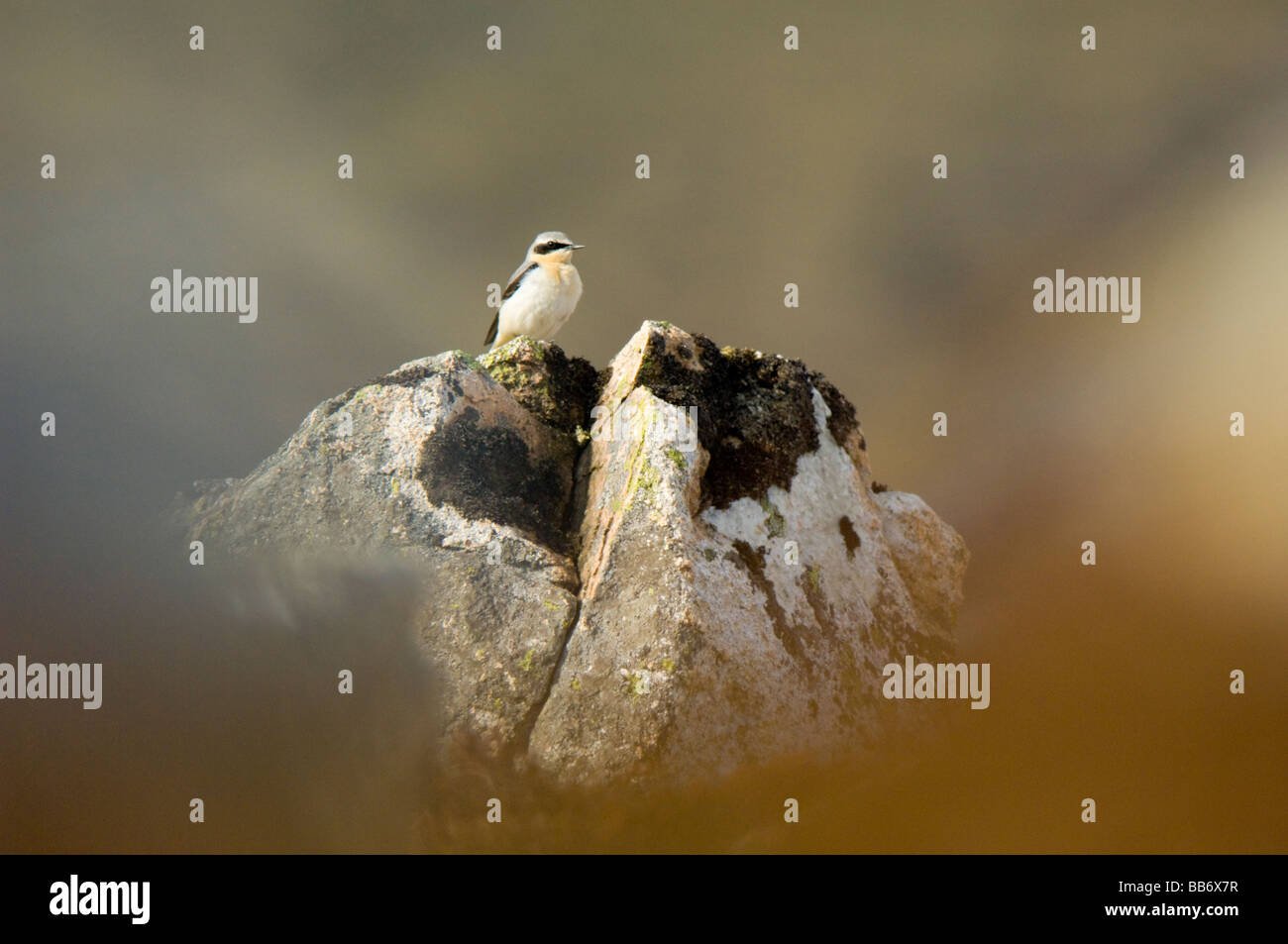 Northern Wheatear, Oenanthe oenanthe, perched on a rocky moor in spring, Scottish Highlands. Stock Photo