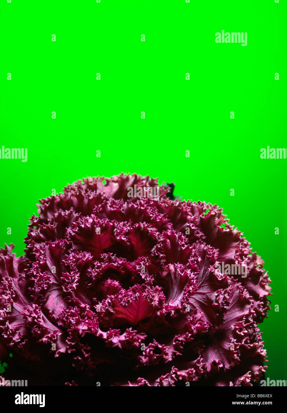 escarole Stock Photo