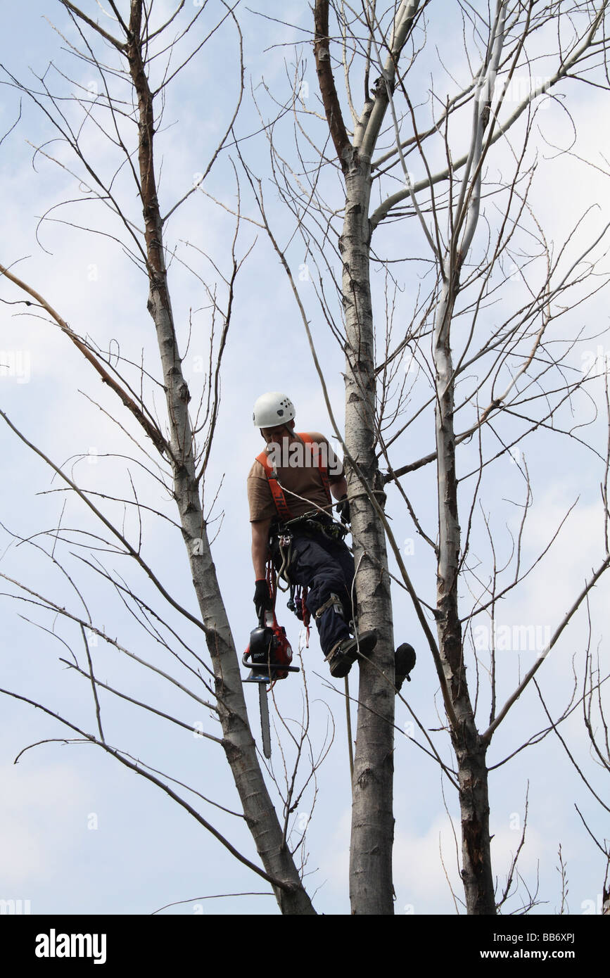 Arborist in Harness in Tree Reaching for Chain Saw Stock Photo