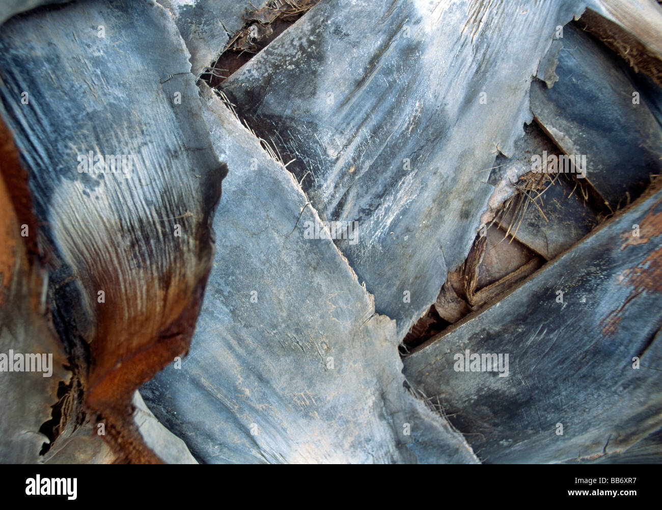 Palm tree trunk Stock Photo - Alamy