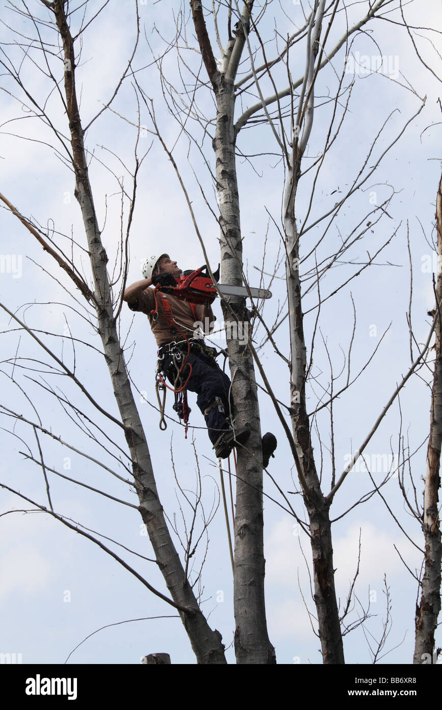 Arborist in Harness in Tree Cutting Limbs with Chain Saw Stock Photo