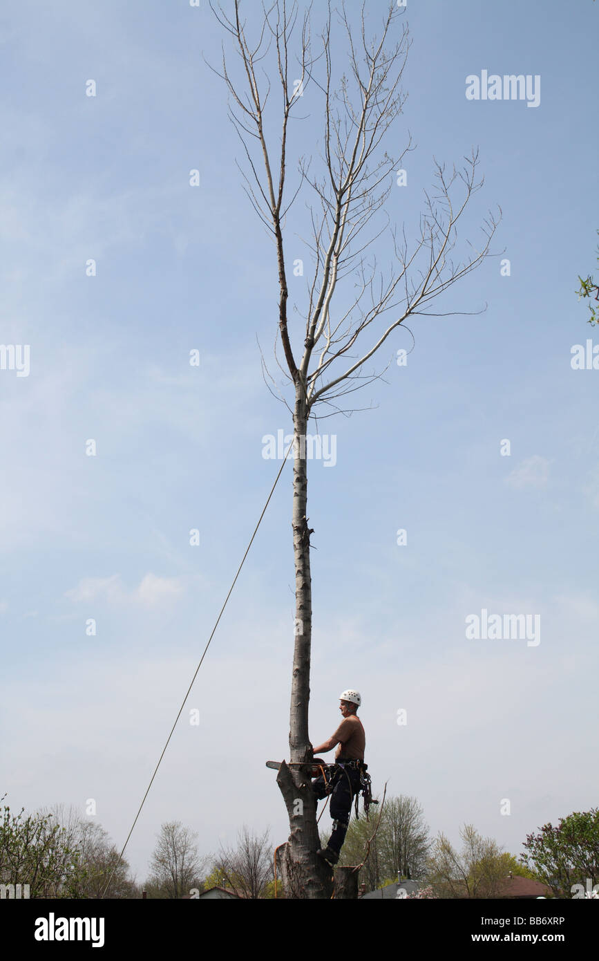Arborist Cutting Tree Trunk with Safety Rope Attached Stock Photo