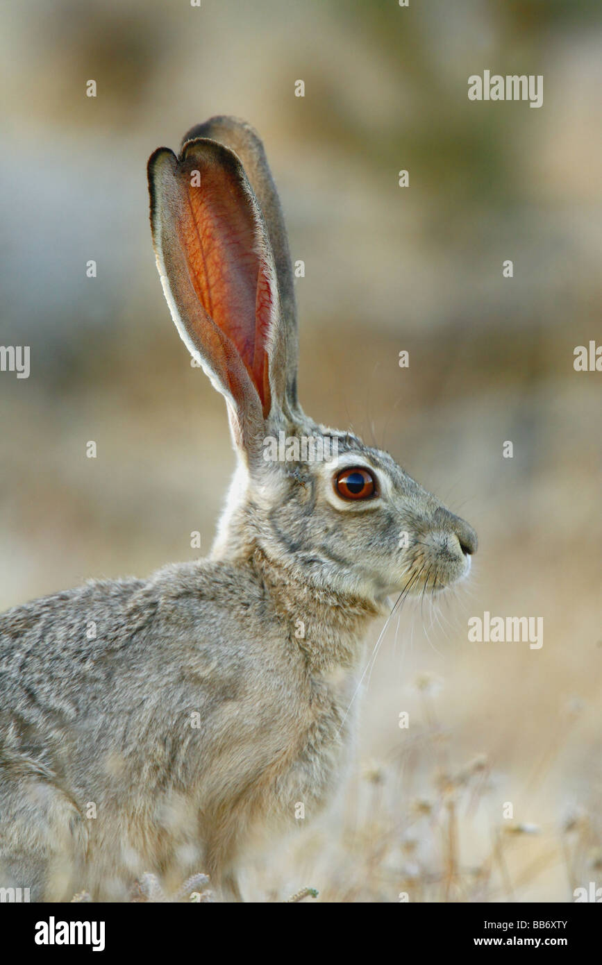 Long ears of Black-tailed Jackrabbit enable it to stay cool in hot desert. Blood circulating through the ears radiates heat. Stock Photo