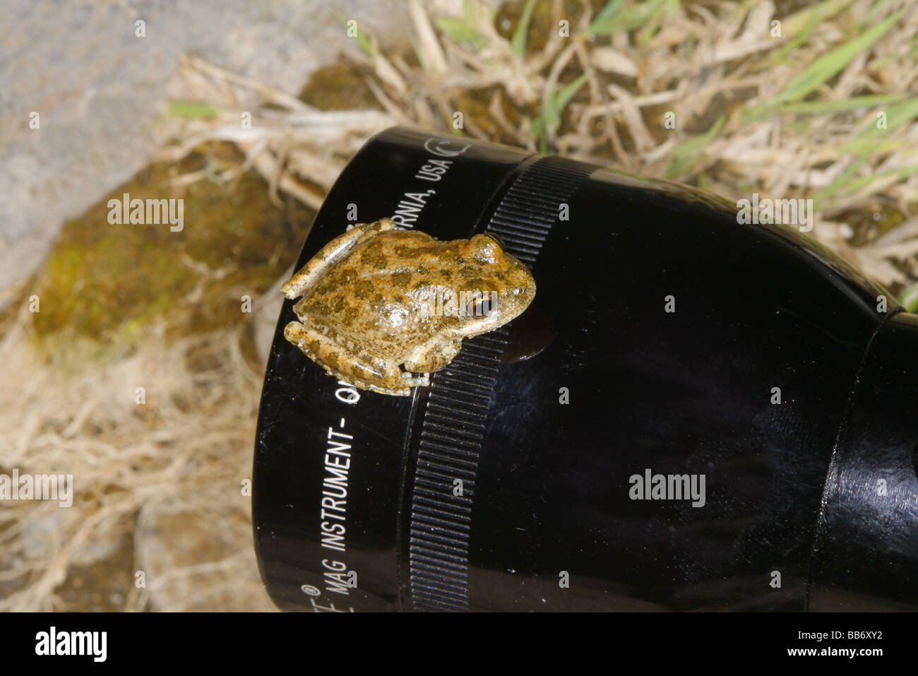 California Tree Frog Stock Photo Alamy