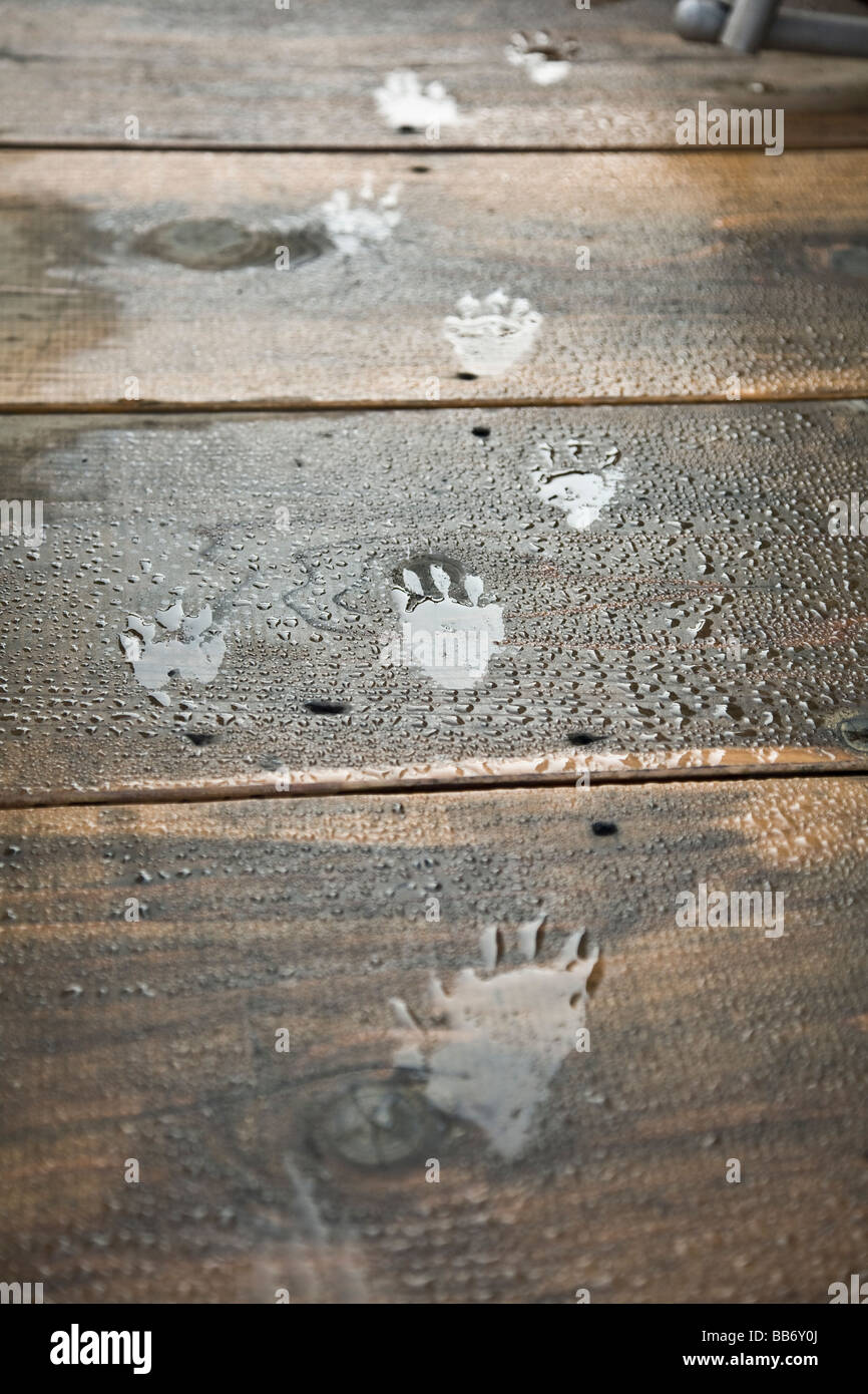 Raccoon footprints Stock Photo - Alamy