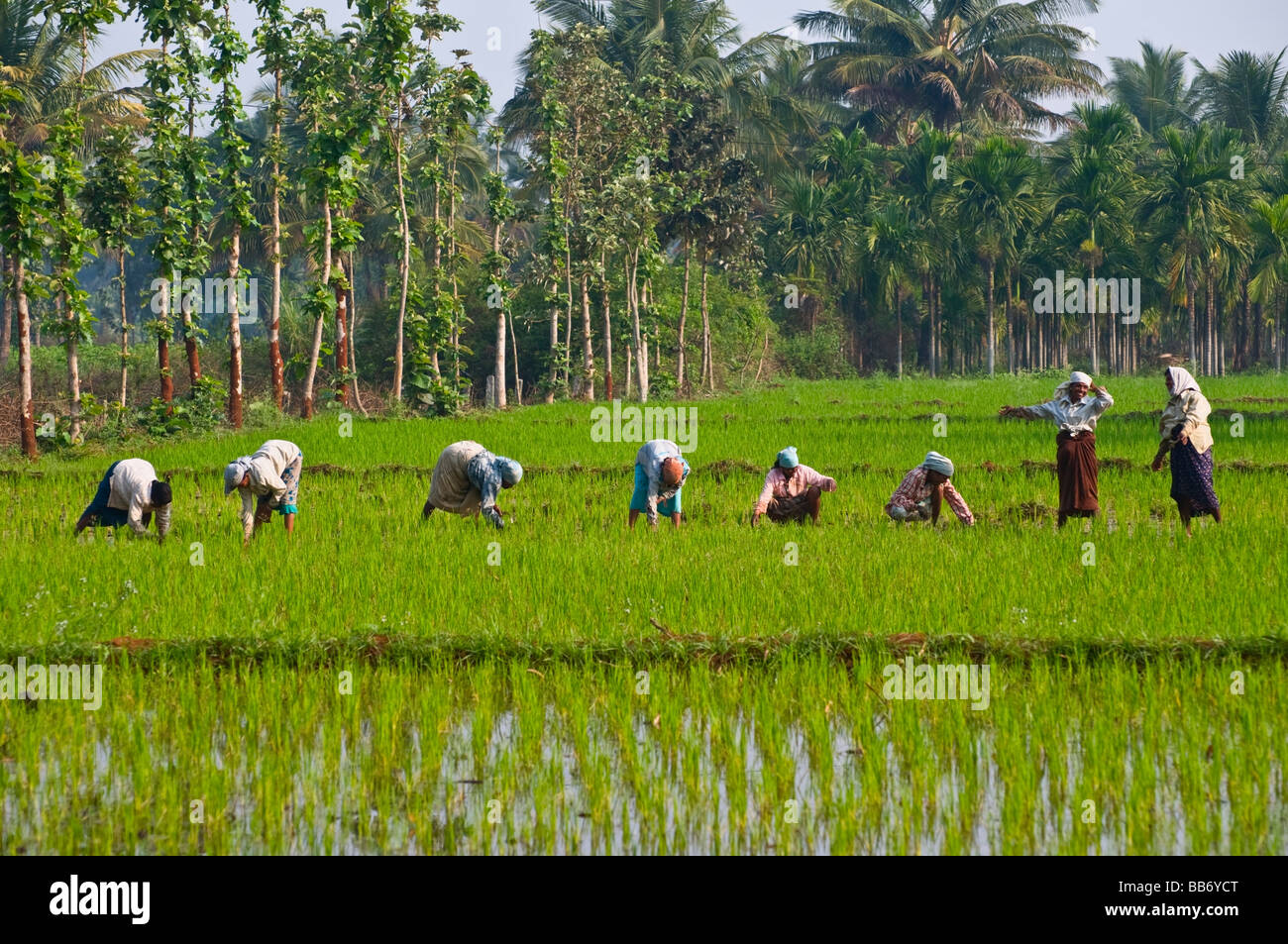 Paddy fields near Mysore Karnataka India Stock Photo