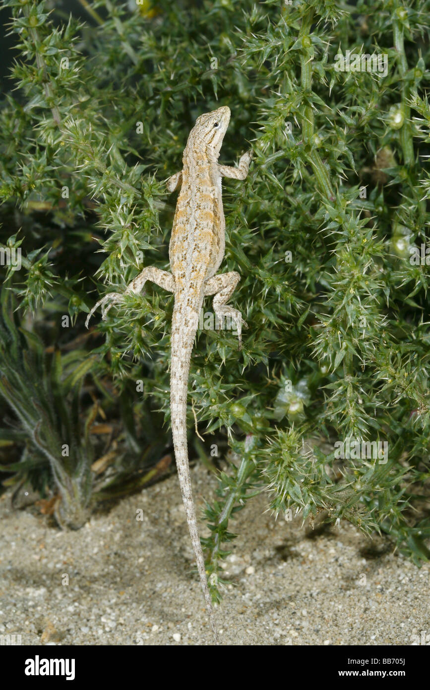Longtailed Brush Lizard climbs in bush Stock Photo Alamy
