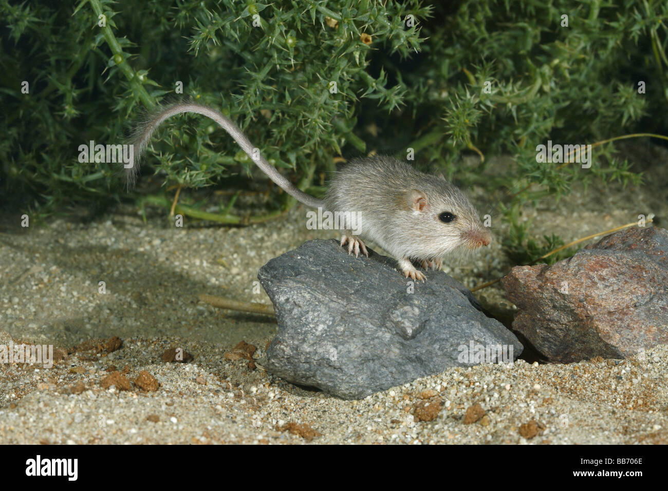 Longtailed Pocket Mouse Stock Photo Alamy