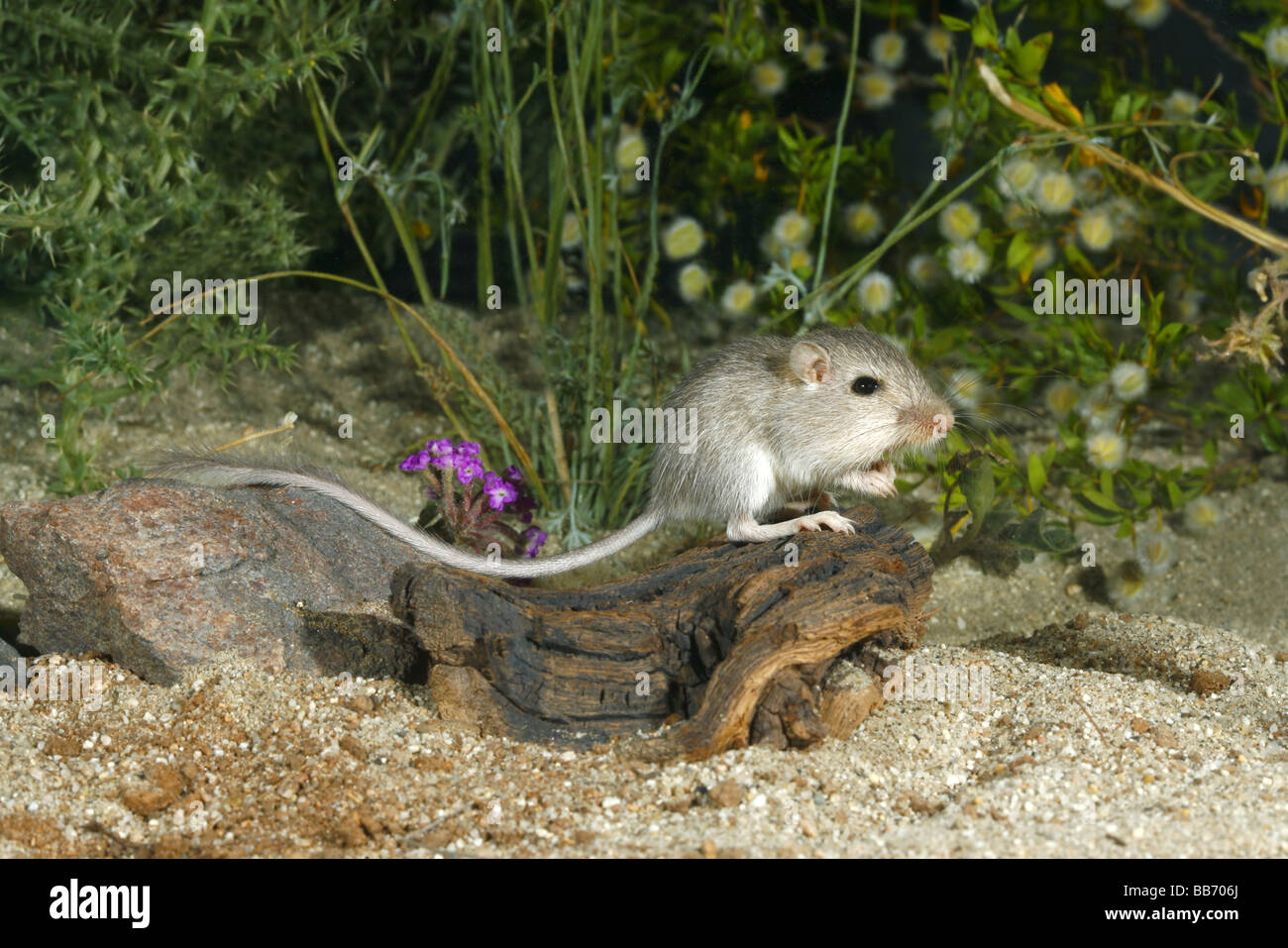 Long-tailed Pocket Mouse Stock Photo