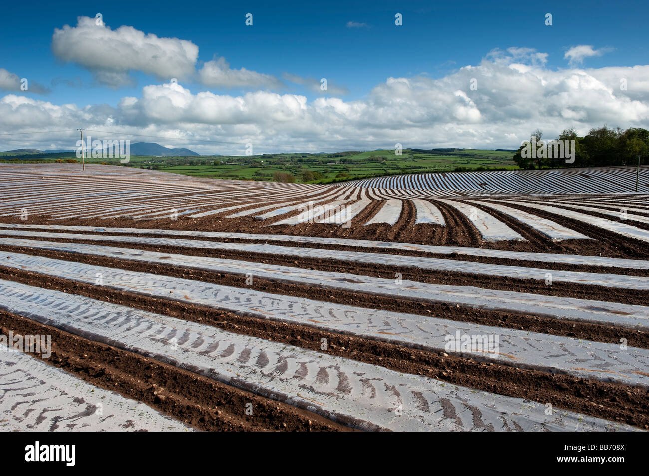 Field of newly sowed Maize covvered with bio degradable plastic protective sheeting Maryport Cumbria  Stock Photo