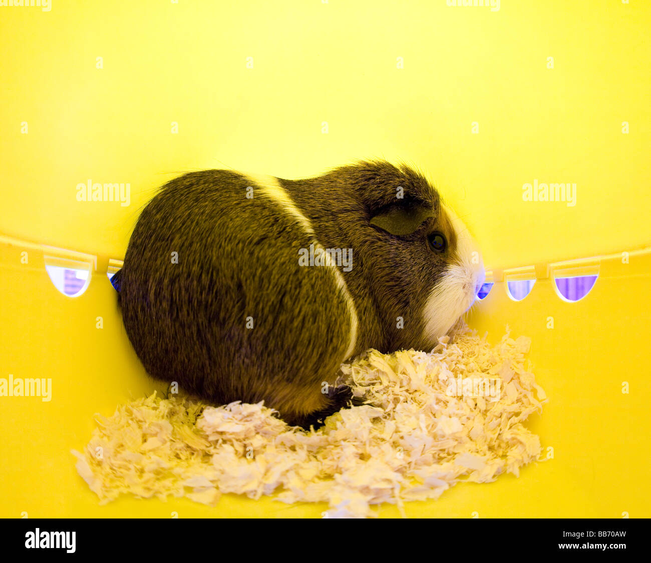 A guinea pig inside its house. Stock Photo