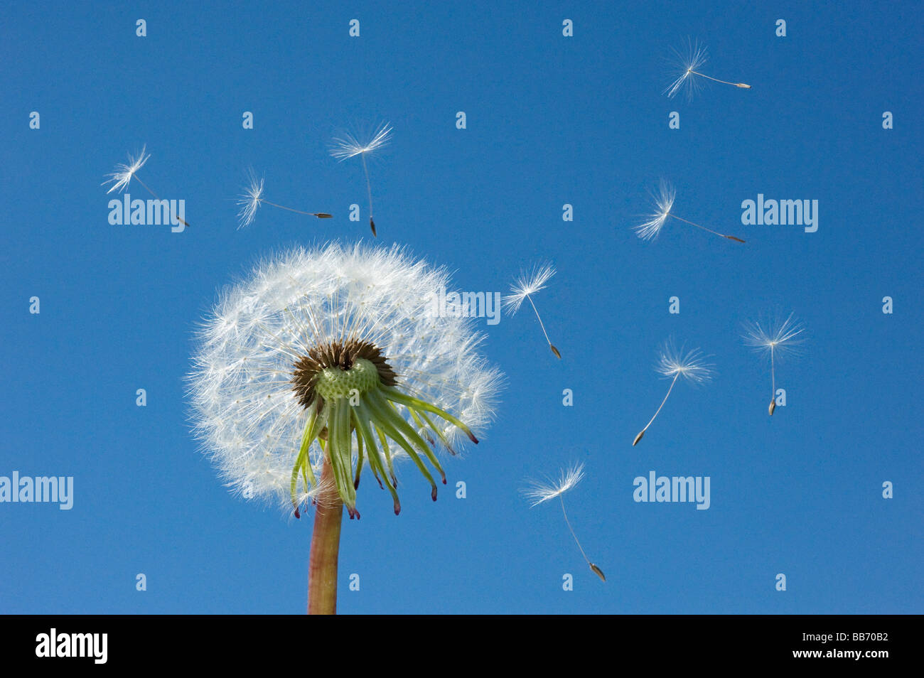 Dandelion spreading seeds hi-res stock photography and images - Alamy