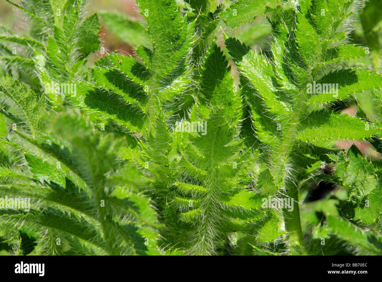 Mohnblätter leaves from oriental poppy 01 Stock Photo - Alamy