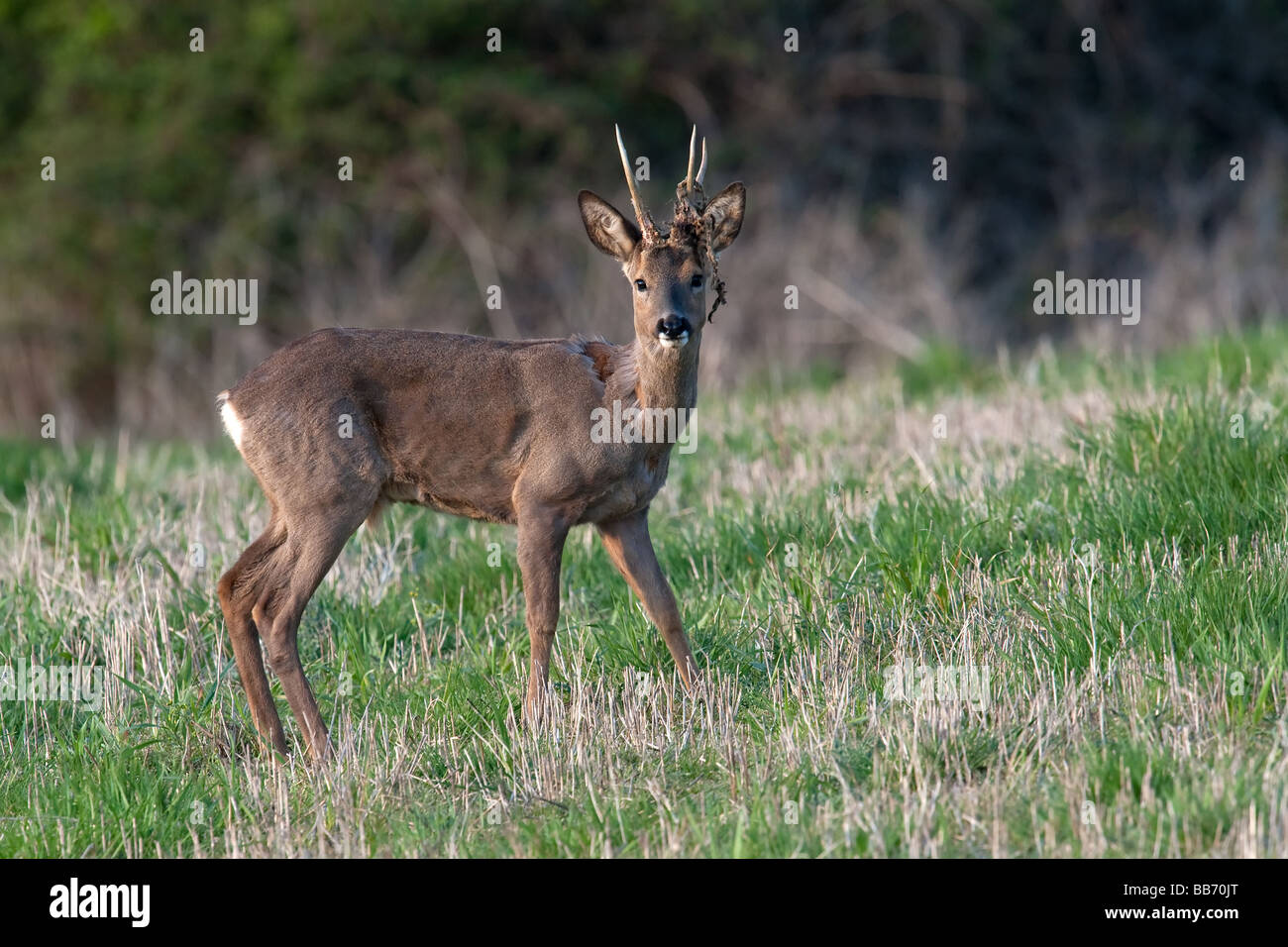 Roe deer at field hi-res stock photography and images - Alamy