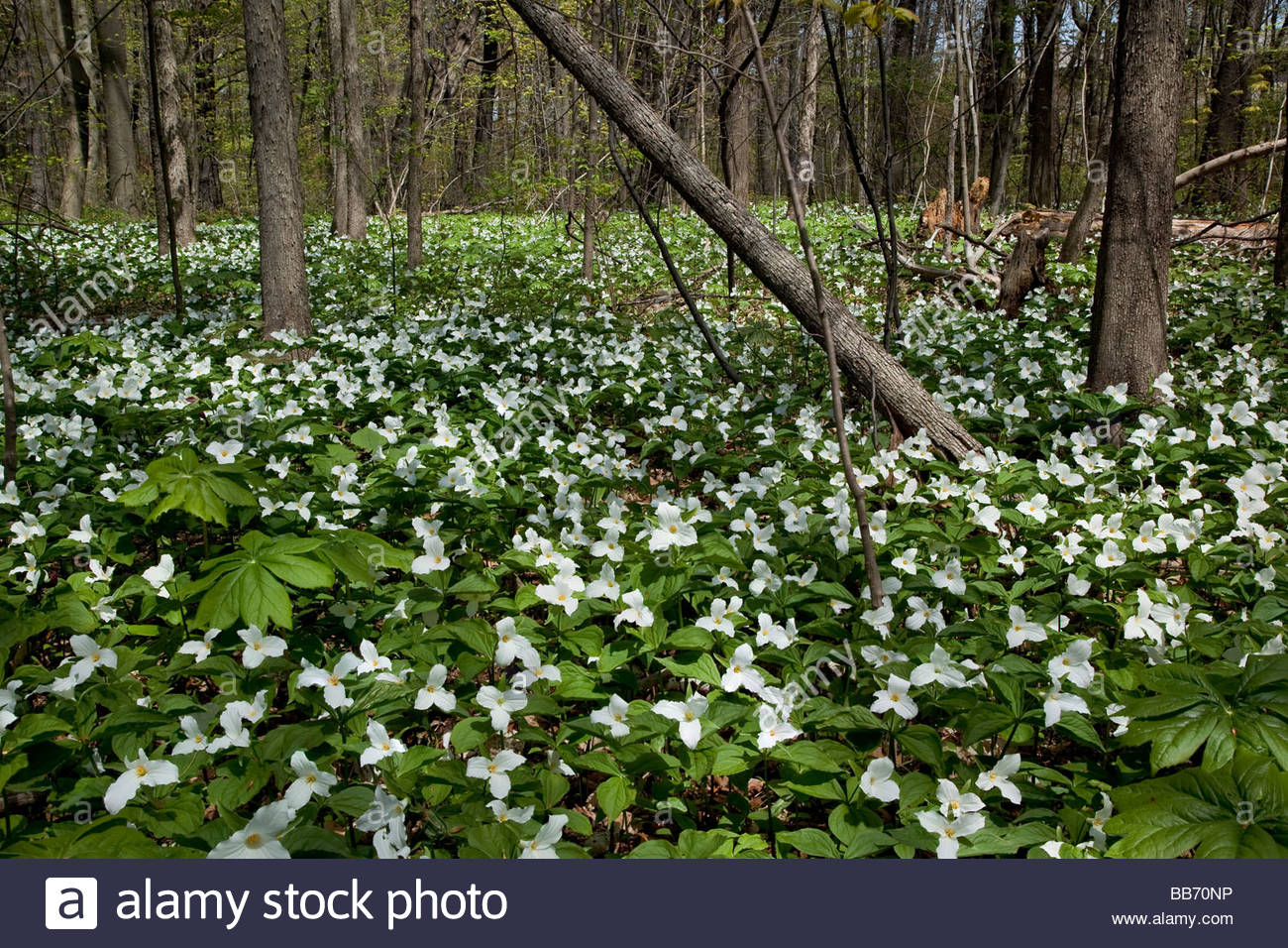 Trillium Flower Ontario High Resolution Stock Photography and Images