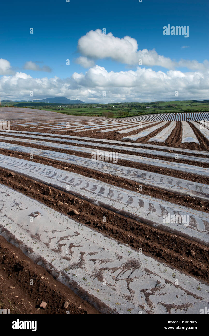 Field of newly sowed Maize covvered with bio degradable plastic protective sheeting Maryport Cumbria  Stock Photo