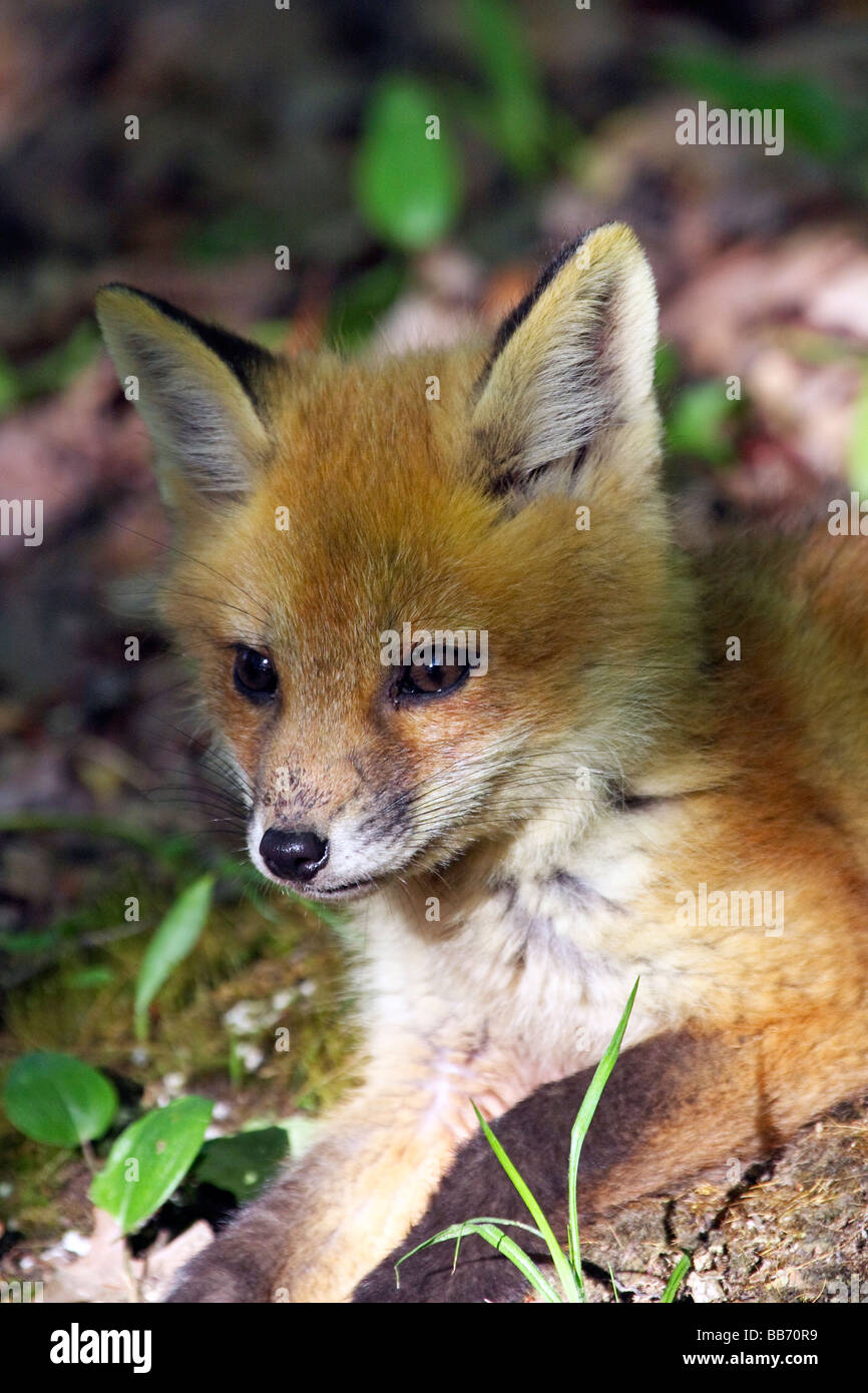 Red Fox kit closeup Stock Photo