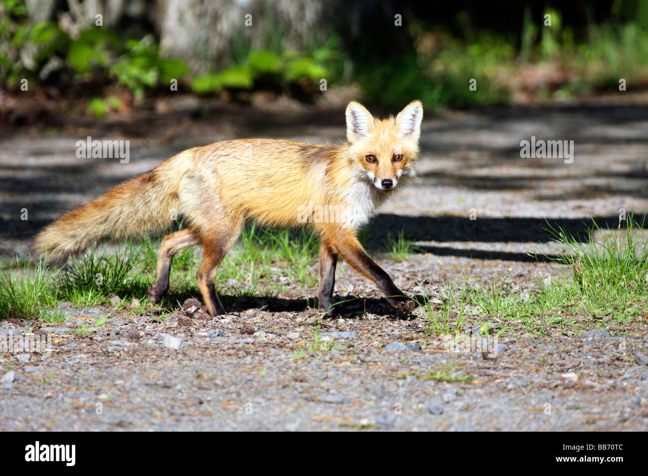 Red Fox trotting across a wooded path Stock Photo