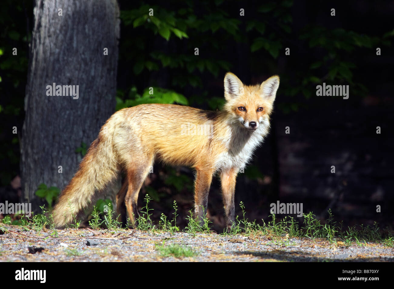 Red Fox at the edge of a wood Stock Photo